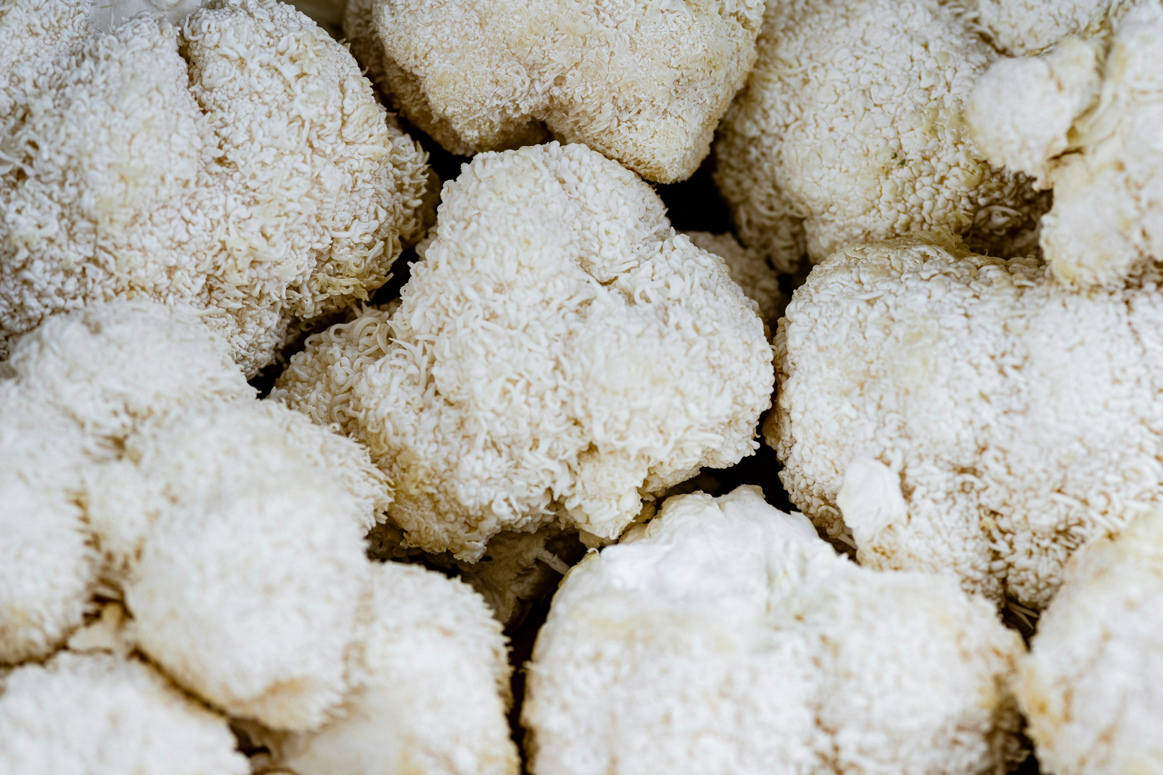 What does Lion’s Mane Mushroom do: Clarity & Focus from Nature
