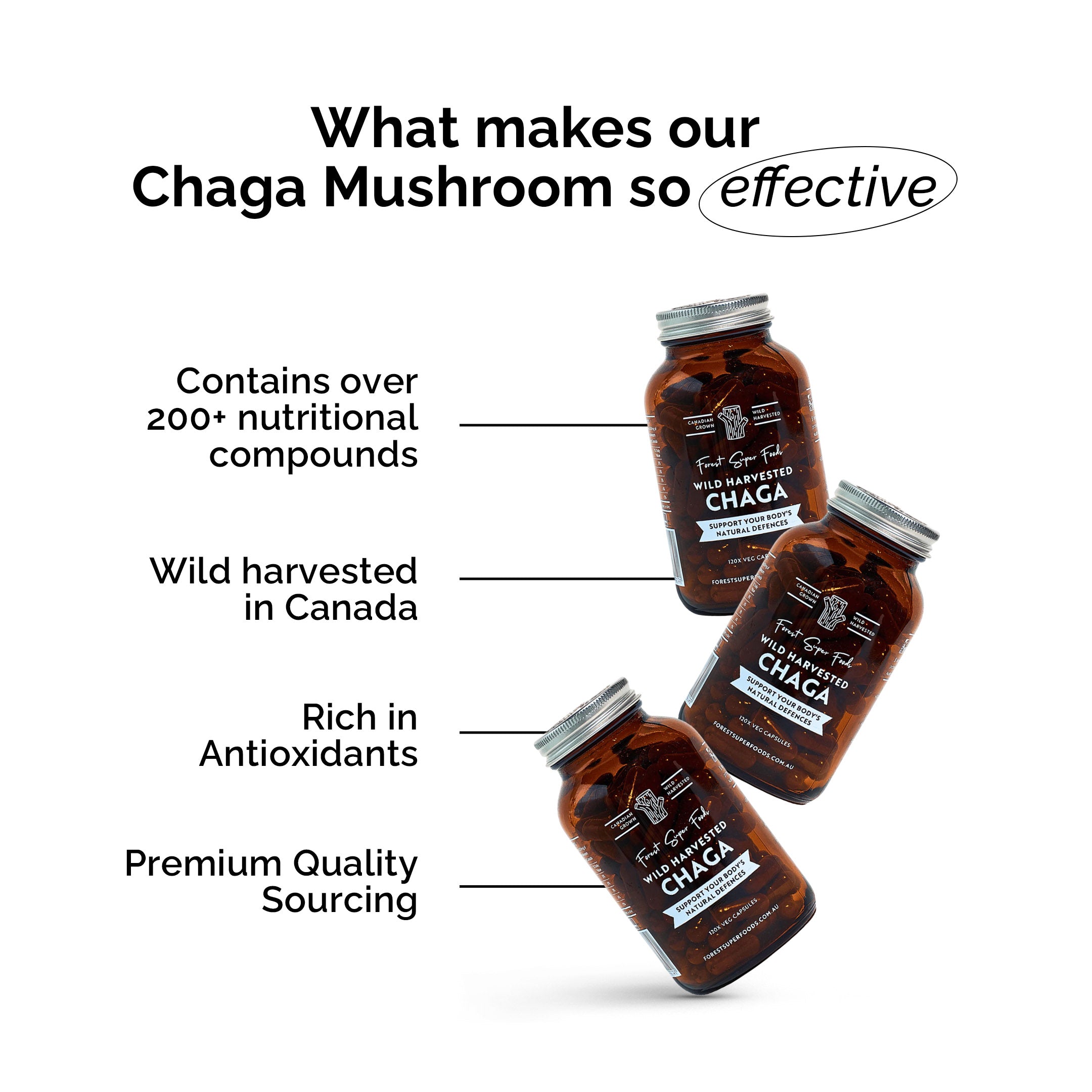 Wild Chaga Mushroom (Canada)